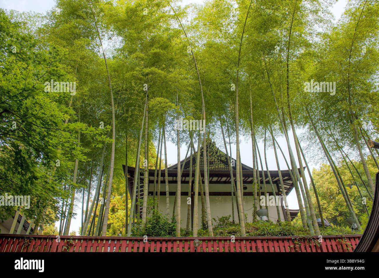 Bambusgräser und Tempel Japan Stockfoto