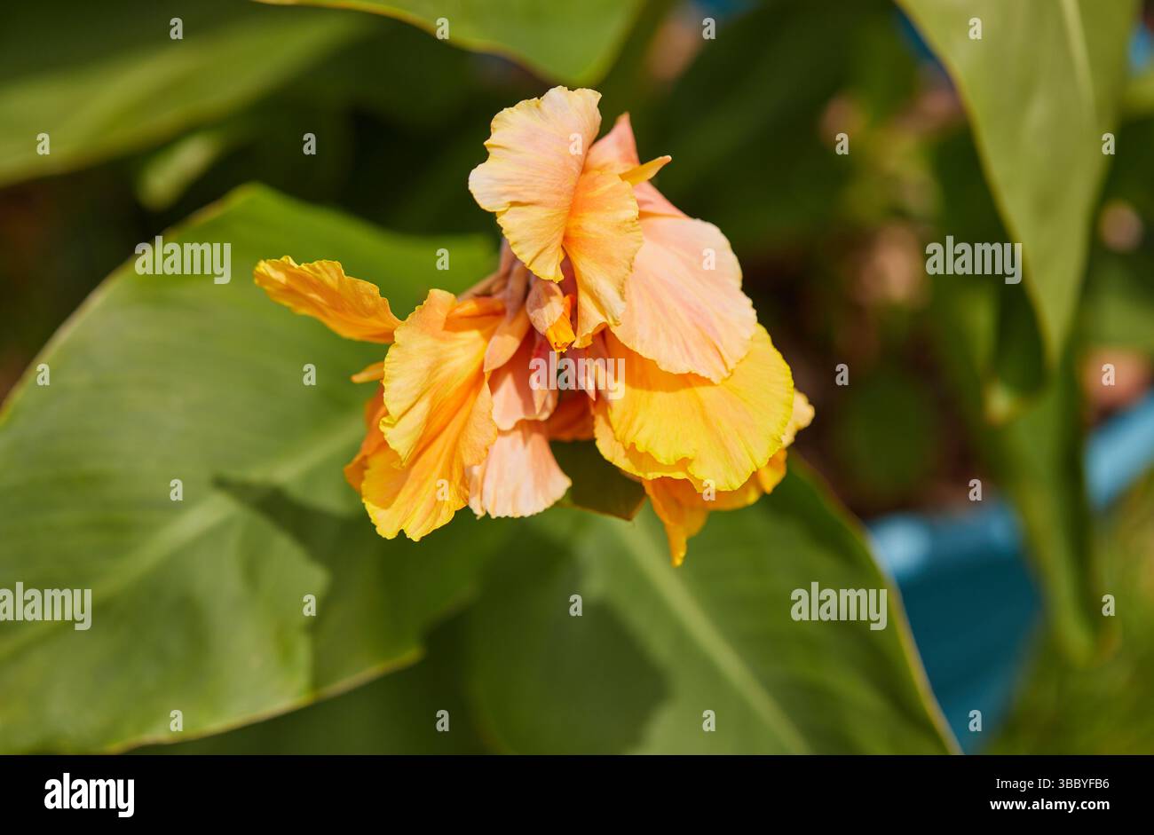 Canna-Lilie im Topf mit orangefarbenen gelblichen Blüten, die an einem heißen Sommertag die volle Sonne genießen! Stockfoto