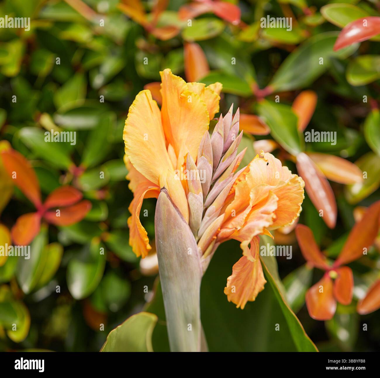 Canna-Lilie im Topf mit orangefarbenen gelblichen Blüten, die an einem heißen Sommertag die volle Sonne genießen! Stockfoto