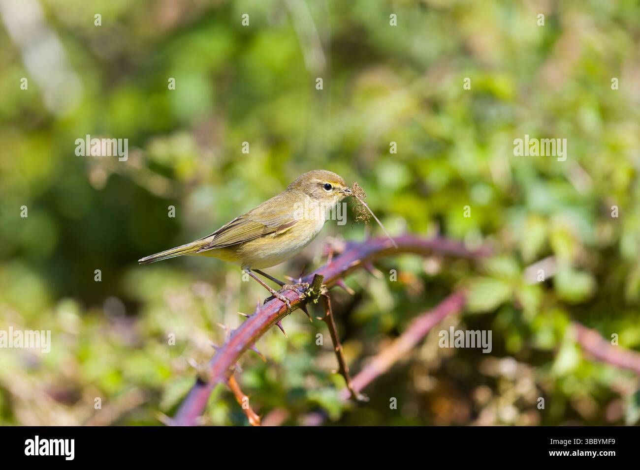 Chiffchaff Phylloscopus collybita, Erwachsener auf Brombeere mit Nestmaterial im Schnabel, Suffolk, England, April Stockfoto