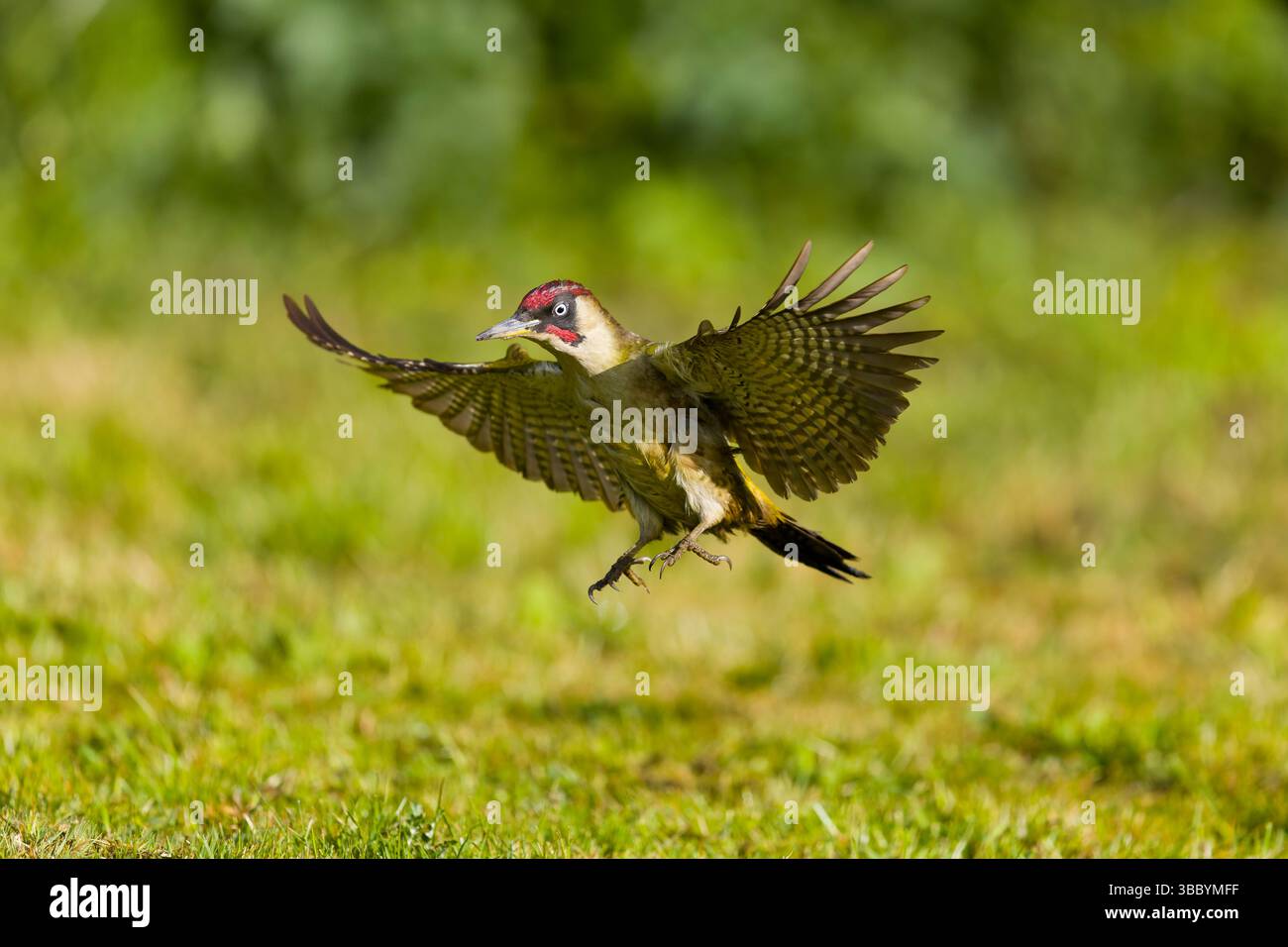 Grüner Spechte Picus viridis, erwachsener Mann, der auf Gras landet, Suffolk, England, Mai Stockfoto