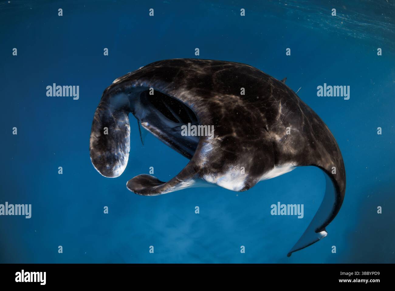 Mantarochenfische gleiten unter Wasser im blauen Meer mit Sonnenstrahlen Stockfoto
