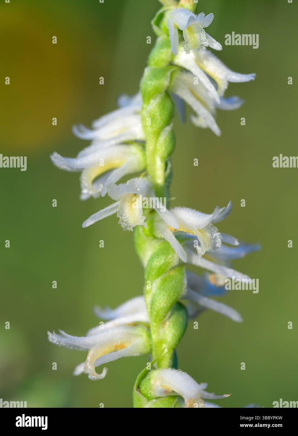 Slender Ladies' Tress (Spiranthes lacera), eine einheimische Orchidee aus Nordamerika, blüht im Mai in Galveston, Texas, USA. Stockfoto