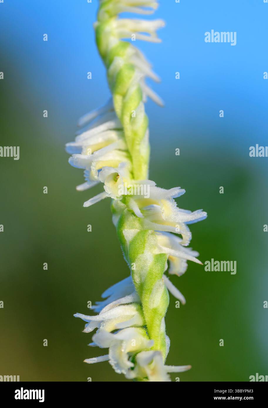 Slender Ladies' Tress (Spiranthes lacera), eine einheimische Orchidee aus Nordamerika, blüht im Mai in Galveston, Texas, USA. Stockfoto