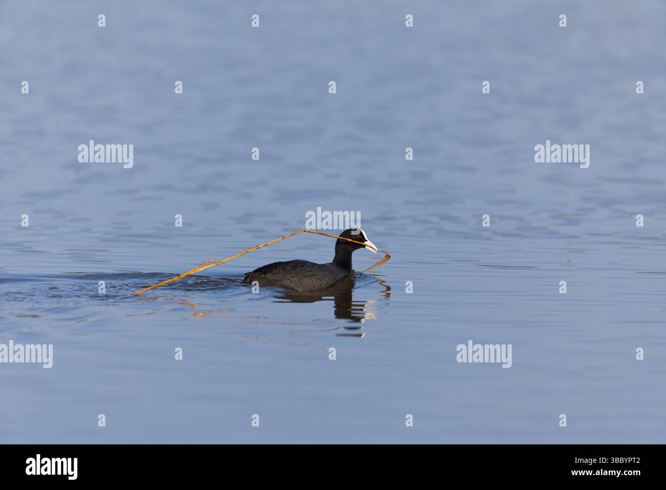Eurasian Coot Fulica atra, Erwachsene schwimmen mit Nestmaterial im Schnabel, Suffolk, England, Mai Stockfoto