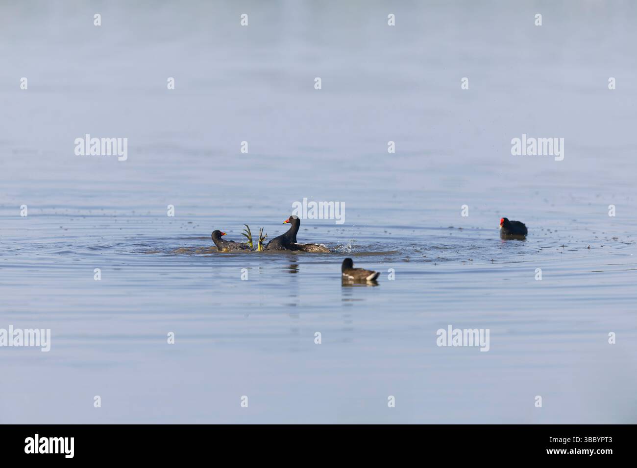 Moorhen Gallinula chloropus, 4 Erwachsene schwimmen, 2 kämpfen, während ihre Partner zusehen, Suffolk, England, Mai Stockfoto