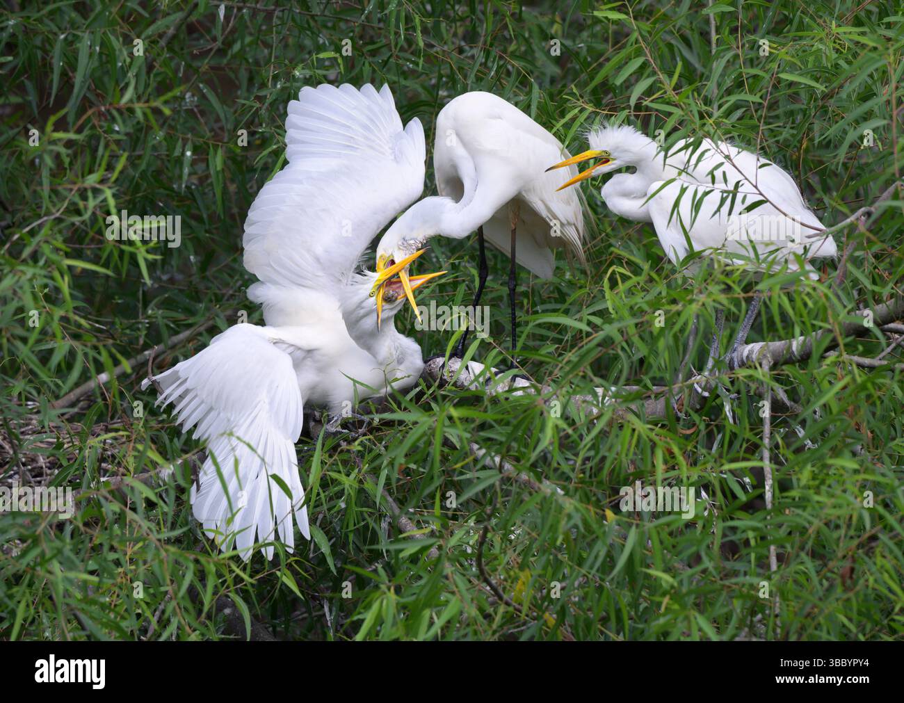 Der Reiher (Ardea alba) ernährt ältere Küken und gibt teilweise verdautes Futter in den Schnäbel zurück, High Island, Texas, USA. Stockfoto