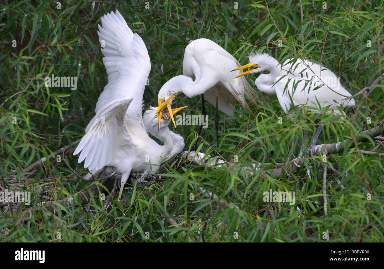 Der Reiher (Ardea alba) ernährt ältere Küken und gibt teilweise verdautes Futter in den Schnäbel zurück, High Island, Texas, USA. Stockfoto