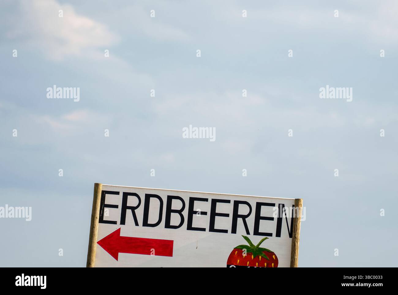 17. Mai 2025, Hessen, Büttelborn: Ein Schild weist auf den Weg zur Erdbeerfarm. Die Saison für die Ernte der eigenen Erdbeeren hat begonnen. Es gibt regionale Unterschiede, je nach Wetter und Lage. Foto: Andreas Arnold/dpa Stockfoto