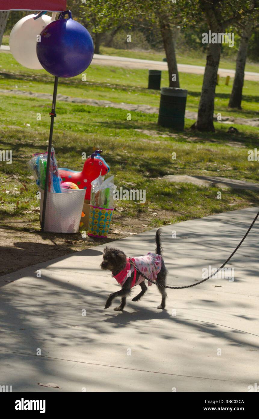 Ein einzelner Hund stolzt stolz auf den Spaziergang durch den Park mit Ballon und Spielzeug im Schuss. Das bedeutet Spaß, Spannung, Erholung und Familie Stockfoto