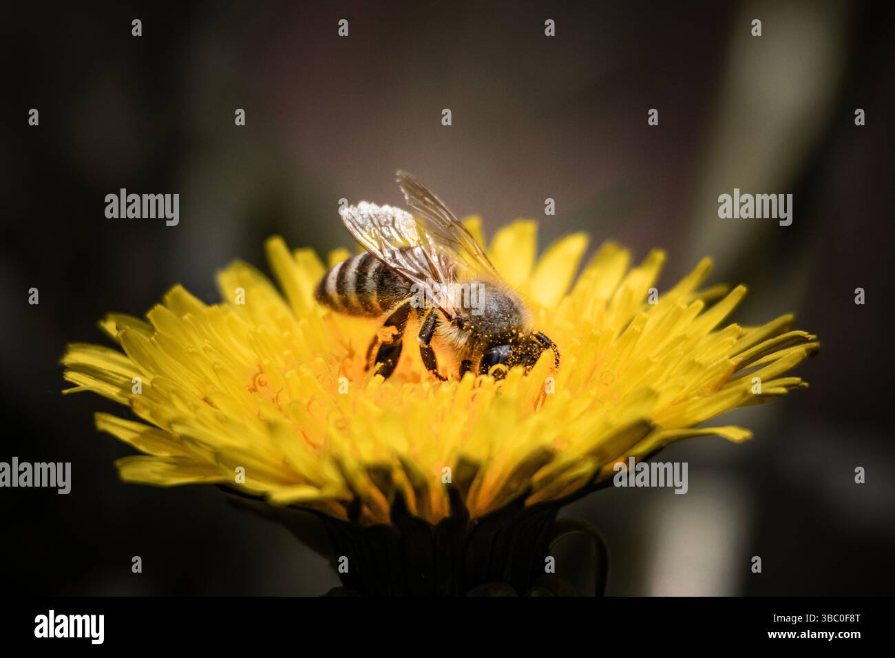 Makroaufnahme einer Honigbiene, die Pollen aus einer hellgelben Löwenzahnblüte sammelt und die Bestäubung und Biodiversität in der Natur hervorhebt Stockfoto