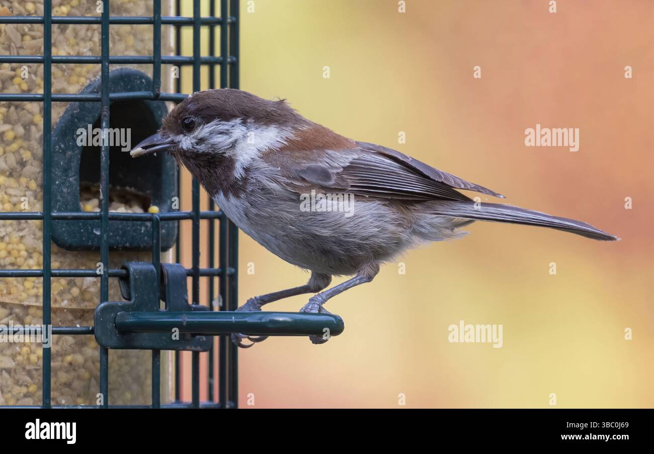 Chickadee mit Kastanienrücken, die von einem Vogelfutter essen. Cupertino, Santa Clara County, Kalifornien. Stockfoto