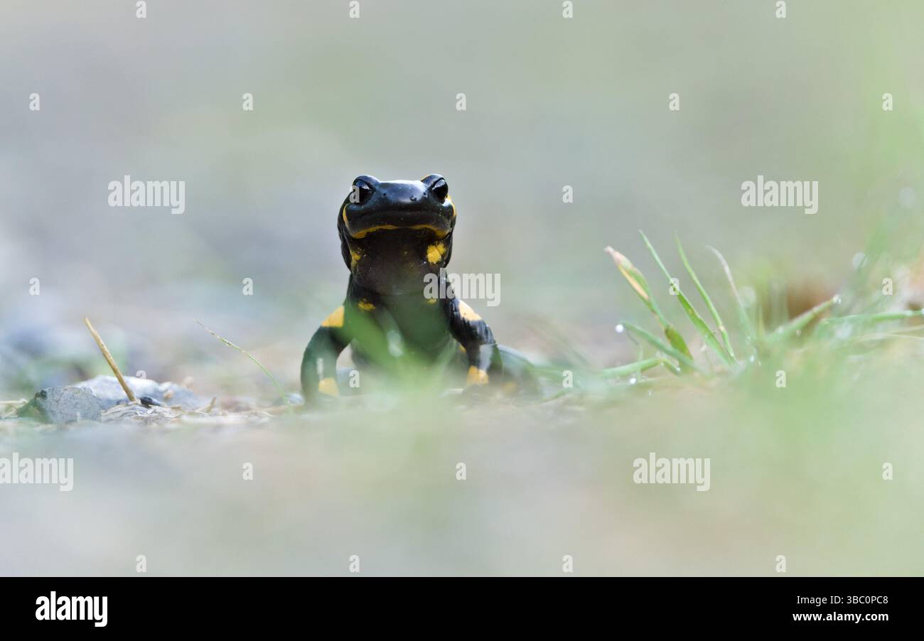 Amphibische Salamandra salamandra aka Feuersalamander Nahaufnahme Porträt. Stockfoto