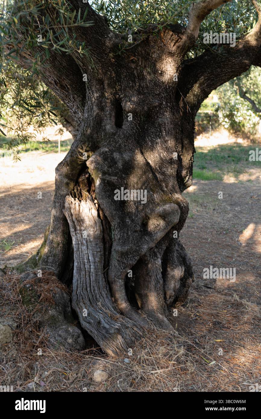 Ein Olivenbaum steht im Hain in Bale, Istrien, Kroatien, Istrien hat in  Kroatien am meisten mit nativem Olivenl extra ausgezeichnet und ist eine  der besten Oliven der Welt. Foto: Srecki Niketic/PIXSELL Stockfotografie -
