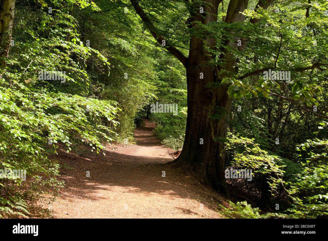 Moor Park Heritage Trail, Waverley Abbey, Farnham, Surrey, England Stockfoto