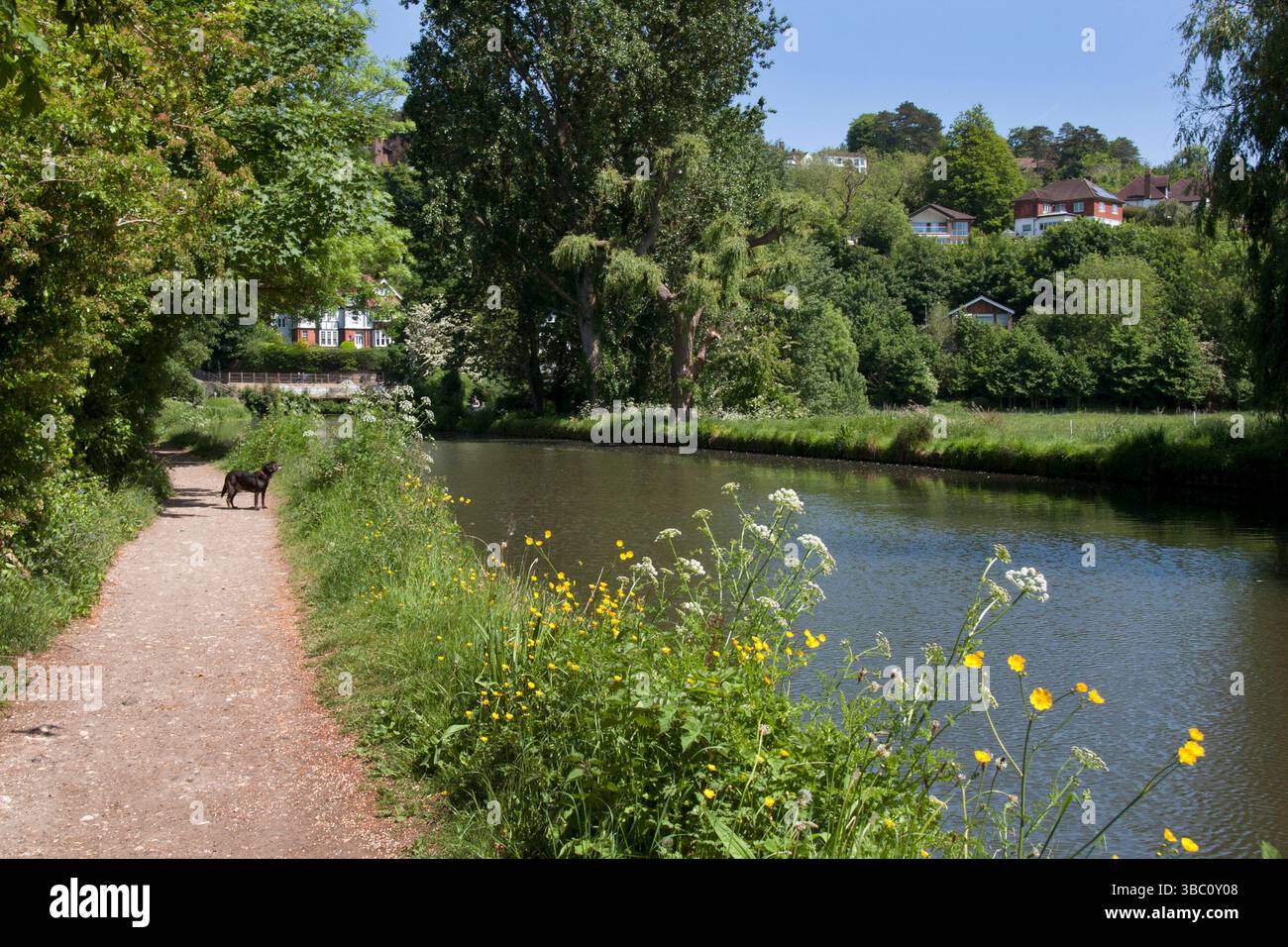 River Wey Schifffahrtskanal, Guildford, Surrey, England Stockfoto