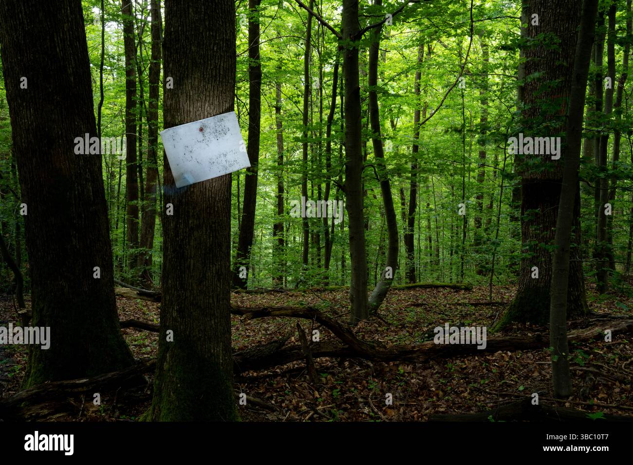 Eine weiße Tafel, die an einem Baum im Wald befestigt ist Stockfoto