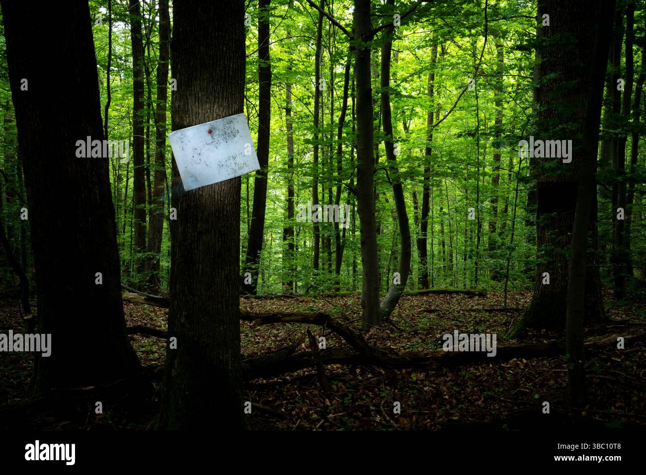 Eine weiße Tafel, die an einem Baum im Wald befestigt ist Stockfoto