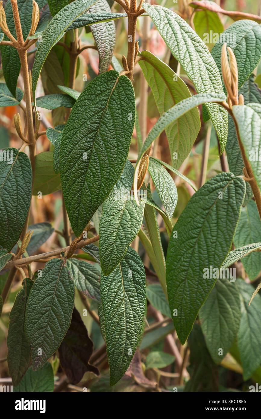 Nahaufnahme von Viburnum x rhytidophylloides 'Dart's Duke' - Viburnum-Sträucher im Frühjahr. Stockfoto