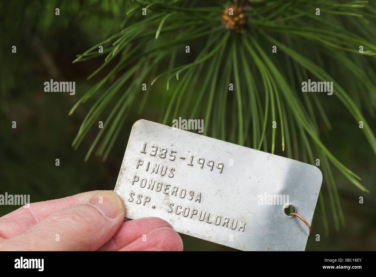 Nahaufnahme von Hand mit gestempeltem Metallpflanzenkennzeichen mit lateinischen und gebräuchlichen Namen für Pinus ponderosa - westliche gelbe Kiefer. Stockfoto