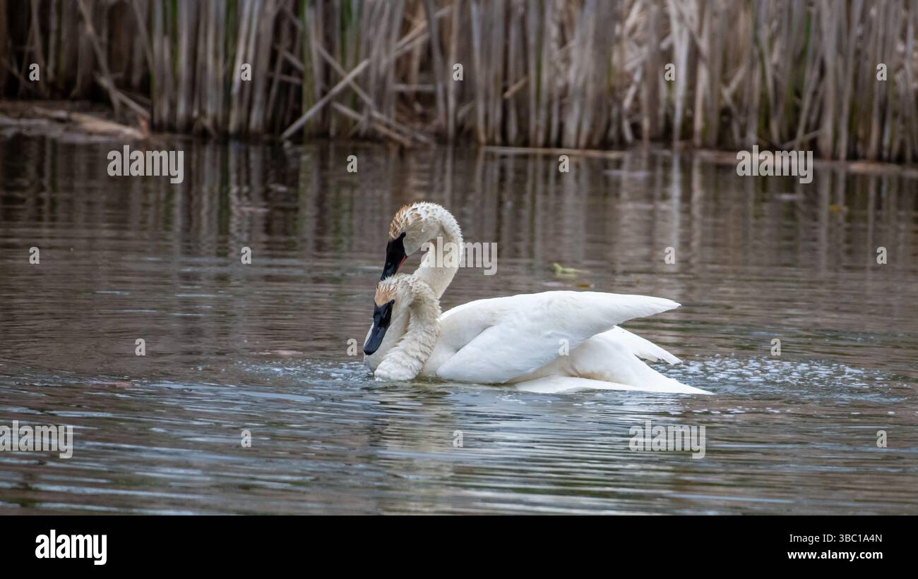 Nahaufnahme eines Paares romantischer weißer Schwäne, die auf dem Wasser schwimmen und sich paaren, Harmonie und glücklich. In South Ontario, Kanada Stockfoto