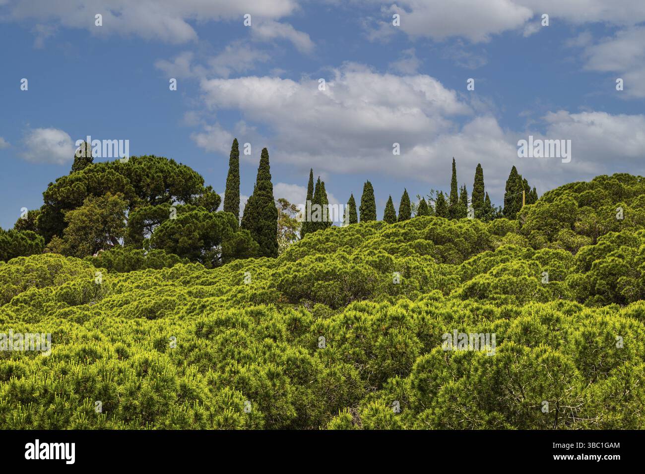 Kiefern (Pinus pinea) und Zypressen (Cupressus) vor Wolken und blauem Himmel, in der Nähe von Capoliveri, Insel Elba, toskanischem Archipel Nationalpark, Tu Stockfoto