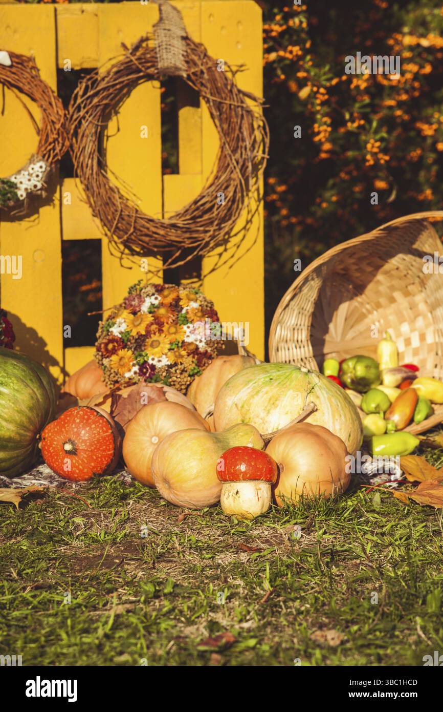 Herbsterntfestival - Korb mit Herbstfrüchten, altem Koffer, Kürbissen und bunten Herbstblumen. Landschaftsdesign im Landhausstil für fal Stockfoto