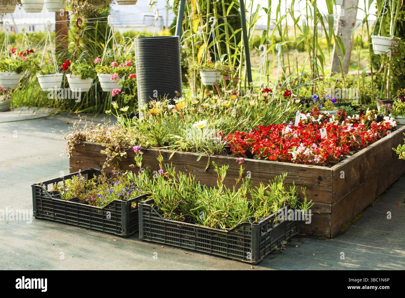 Blumen in Töpfen im Gewächshaus, Gartenmarkt Stockfoto