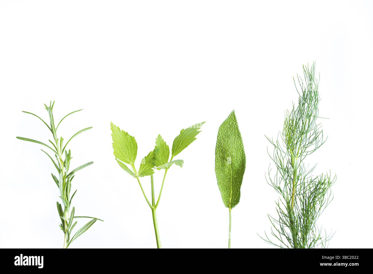 Vier grüne Zweige und Blätter aromatischer Kräuter weißer Hintergrund: Rosmarin, Petersilie, Salbei und Dill. Winzig und zart, aber voller Duftpflanzen im bot Stockfoto