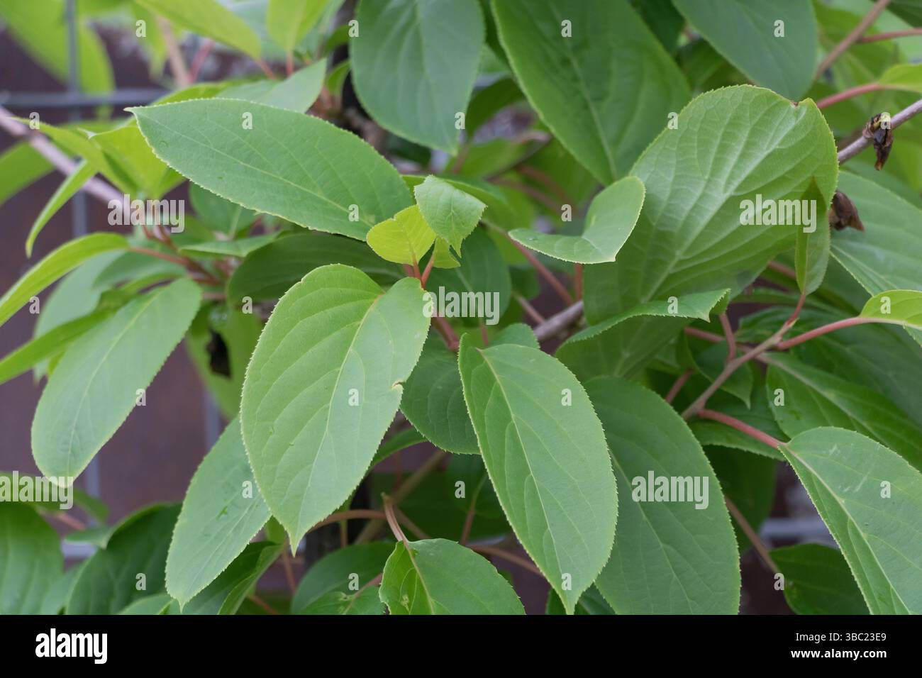 Actinidia arguta ISSAI Mini Kiwi Plant Close-up. Stockfoto
