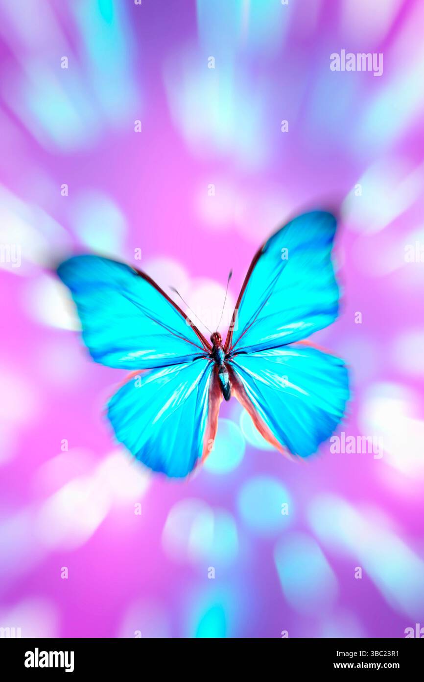 Blauer Morpho-Schmetterling auf einem rosa Hintergrund Stockfoto