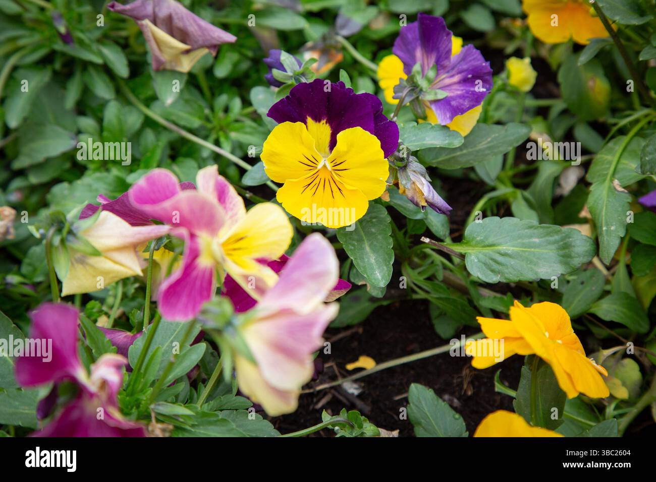 In einem Garten blüht eine bunte Sammlung wunderschöner Blumen Stockfoto