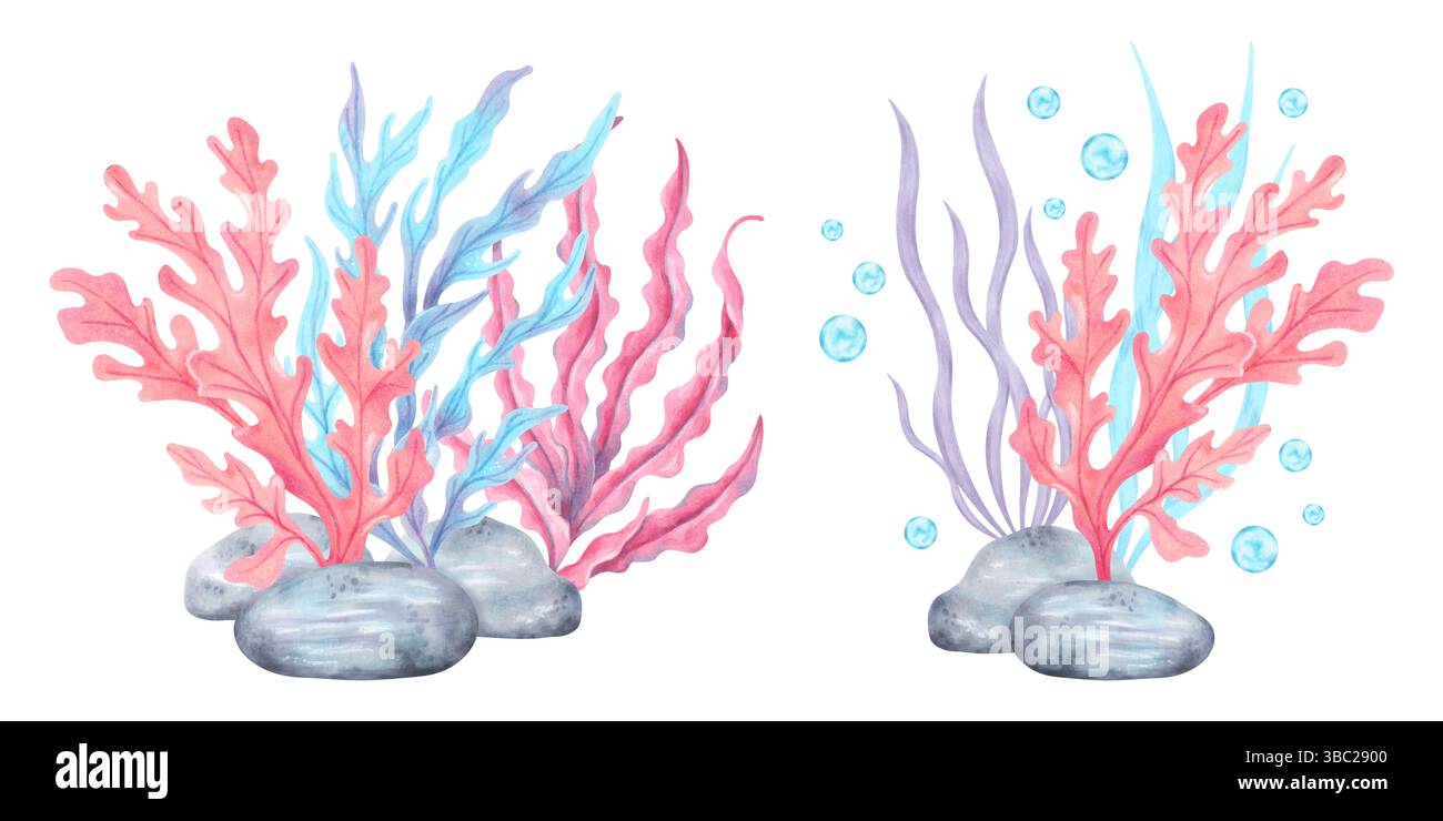 Algen mit Steinen und Blasen. Illustration zur Komposition von Aquarellen. Meereskunst der Unterwasserpflanzen. Meeresfauna. Handgezeichnete isolierte Kunst. Für Stockfoto