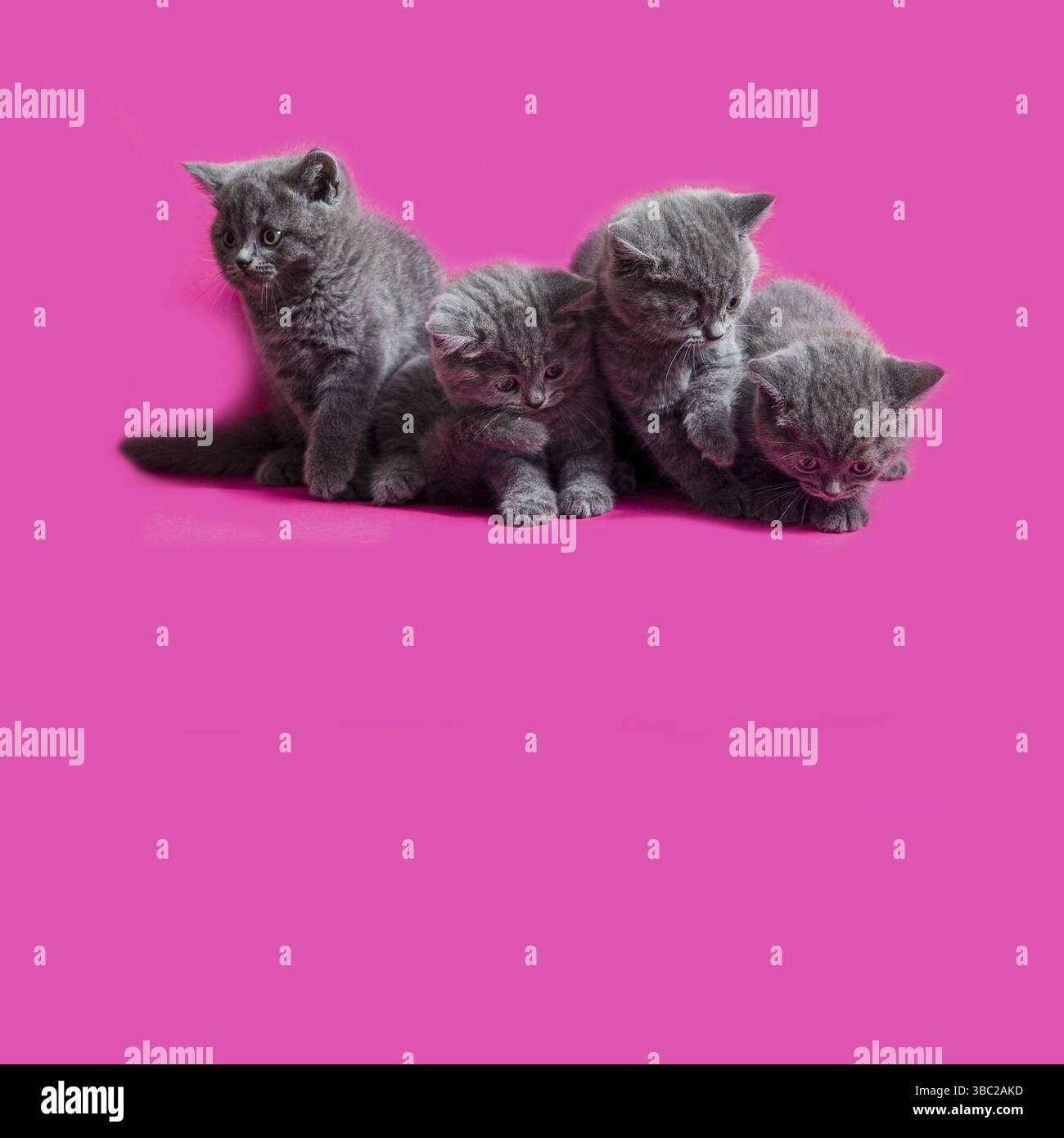 Die grauen Kätzchen der schottischen Hetero-Rasse schauen nach unten. Kätzchen auf fuchsianem Hintergrund mit Kopierraum unten Stockfoto