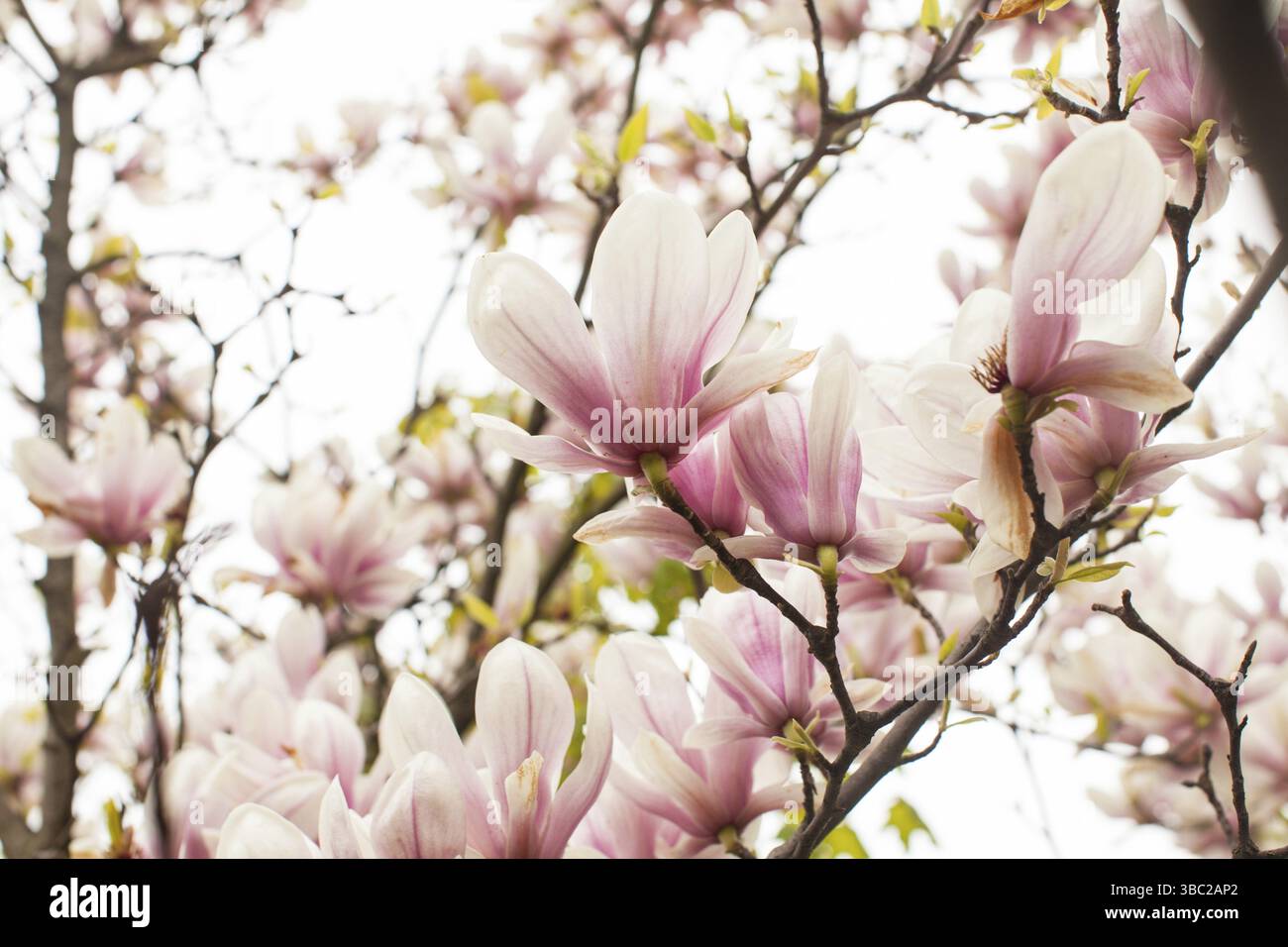 Schöne blühende Magnolie von rosa Farbe im Frühjahr Stockfoto