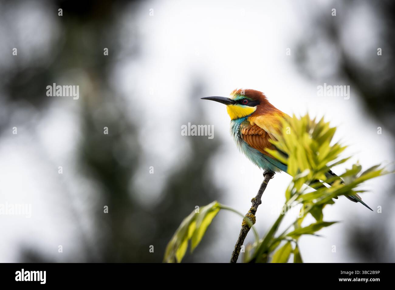 Ein europäischer Bienenfresser (Merops apiaster) auf einem Zweig in seiner natürlichen Umgebung. Der farbenfrohe Vogel mit seinem hellen Gefieder aus Grün, Gelb und Stockfoto