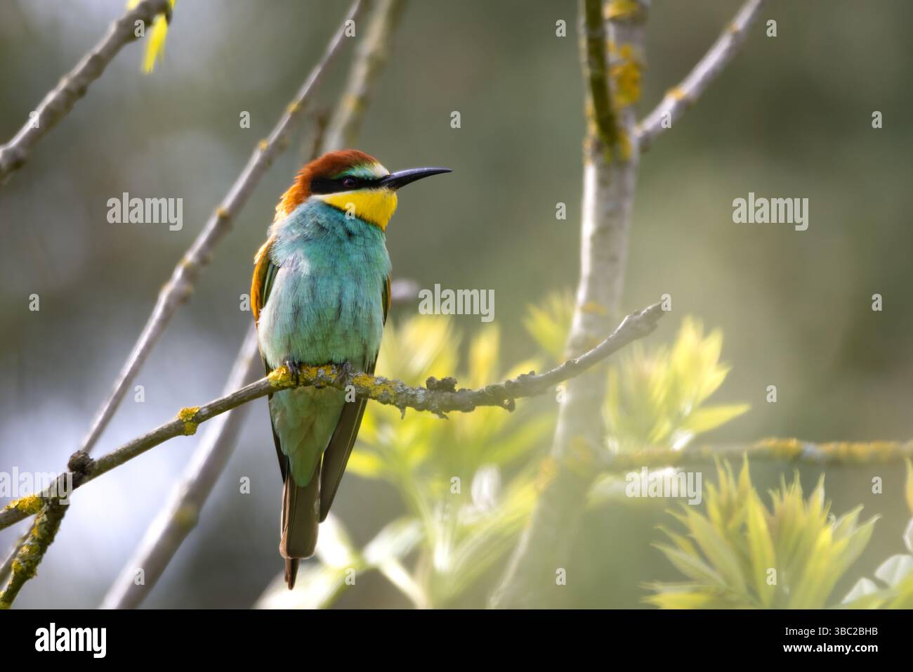 Ein europäischer Bienenfresser (Merops apiaster) auf einem Zweig in seiner natürlichen Umgebung. Der farbenfrohe Vogel mit seinem hellen Gefieder aus Grün, Gelb und Stockfoto
