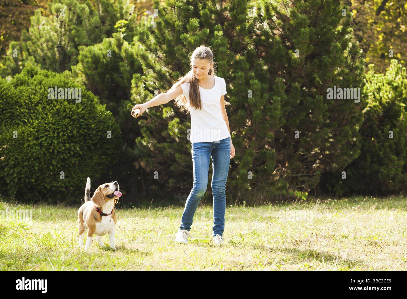 Lustiges Mädchen werfen Stick für aktive Beagle Hund im park Stockfoto