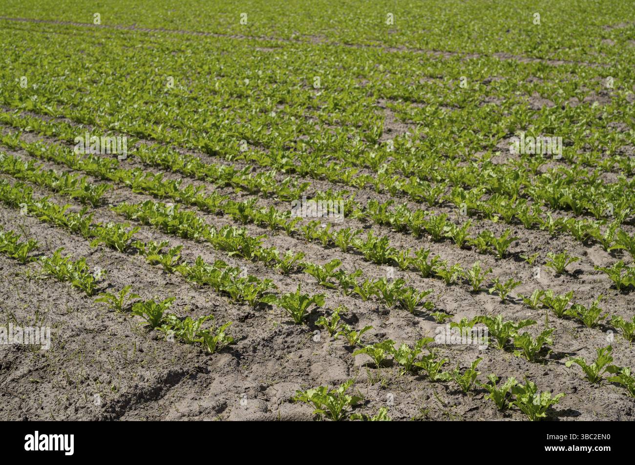 Reihen junger Zuckerrübenpflanzen, die auf einem Kulturfeld wachsen und die Landwirtschaft und die Nahrungsmittelproduktion repräsentieren Stockfoto