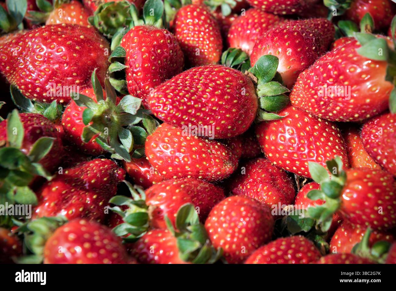 Frisch reife Erdbeeren Nahaufnahme - Eine lebendige Nahaufnahme frisch geernteter reifer Erdbeeren. Die saftigen roten Früchte mit grünen Blattspitzen sind gestapelt Stockfoto