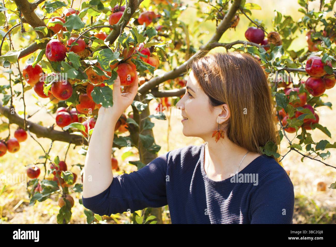 Schöne junge Frau, die reife Bio-Äpfel im Obstgarten pflückt. Gesundes Lifestyle-Konzept Stockfoto