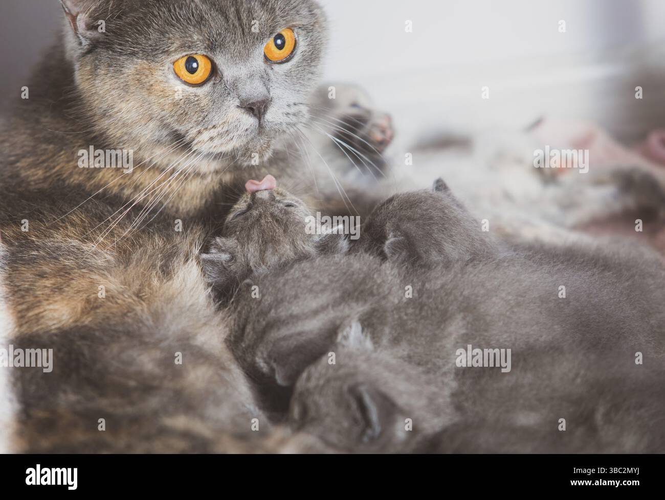 Großmutter Katze, die Kätzchen füttert, gestresst aussieht, mit weit geöffneten Augen. Kleine Katzenpfote, die das Gesicht der Mutter berührt. Ich fühle mich erschöpft, weil ich klein bin Stockfoto
