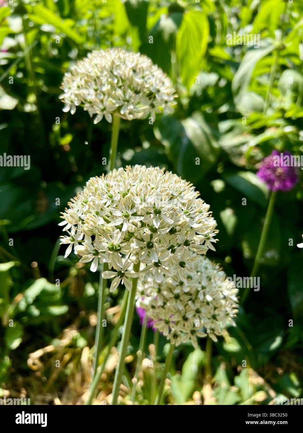 White Allium giganteum, gebräuchlicher Name Riesenzwiebel, ist eine asiatische Zwiebelart (Alliaceae), die in Zentral- und Südwestasien beheimatet ist. In einem Garten. Stockfoto