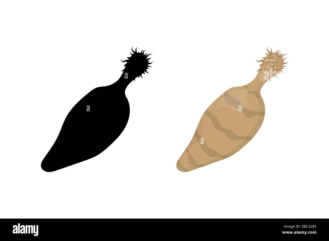 Wissenschaftliche Illustration der farbigen und schwarzen Silhouette eines Dornkopfwurms, eines Parasiten von Wirbeltieren Stock Vektor