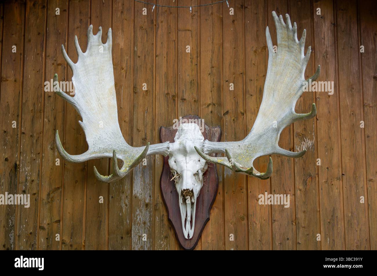 Ein großer Elchschädel mit beeindruckenden Geweihen ist an einer Holzwand in einer rustikalen Hütte montiert. Die Umgebung bietet natürliche Materialien und ein gemütliches atmos Stockfoto