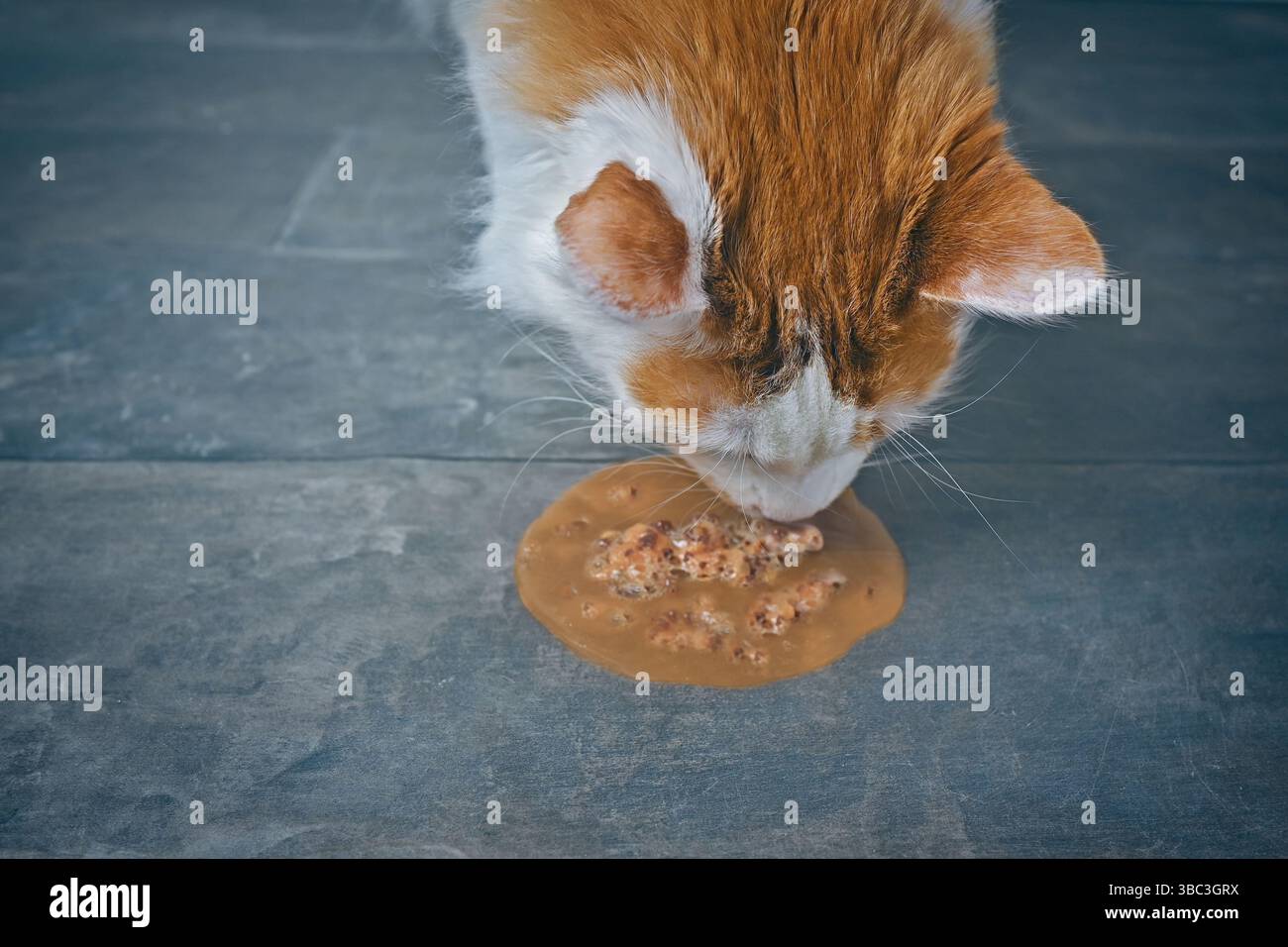 Nahaufnahme von Van-Katze, die sich auf dem Boden erbrochen hat. Horizontales Bild mit selektivem Fokus. Stockfoto