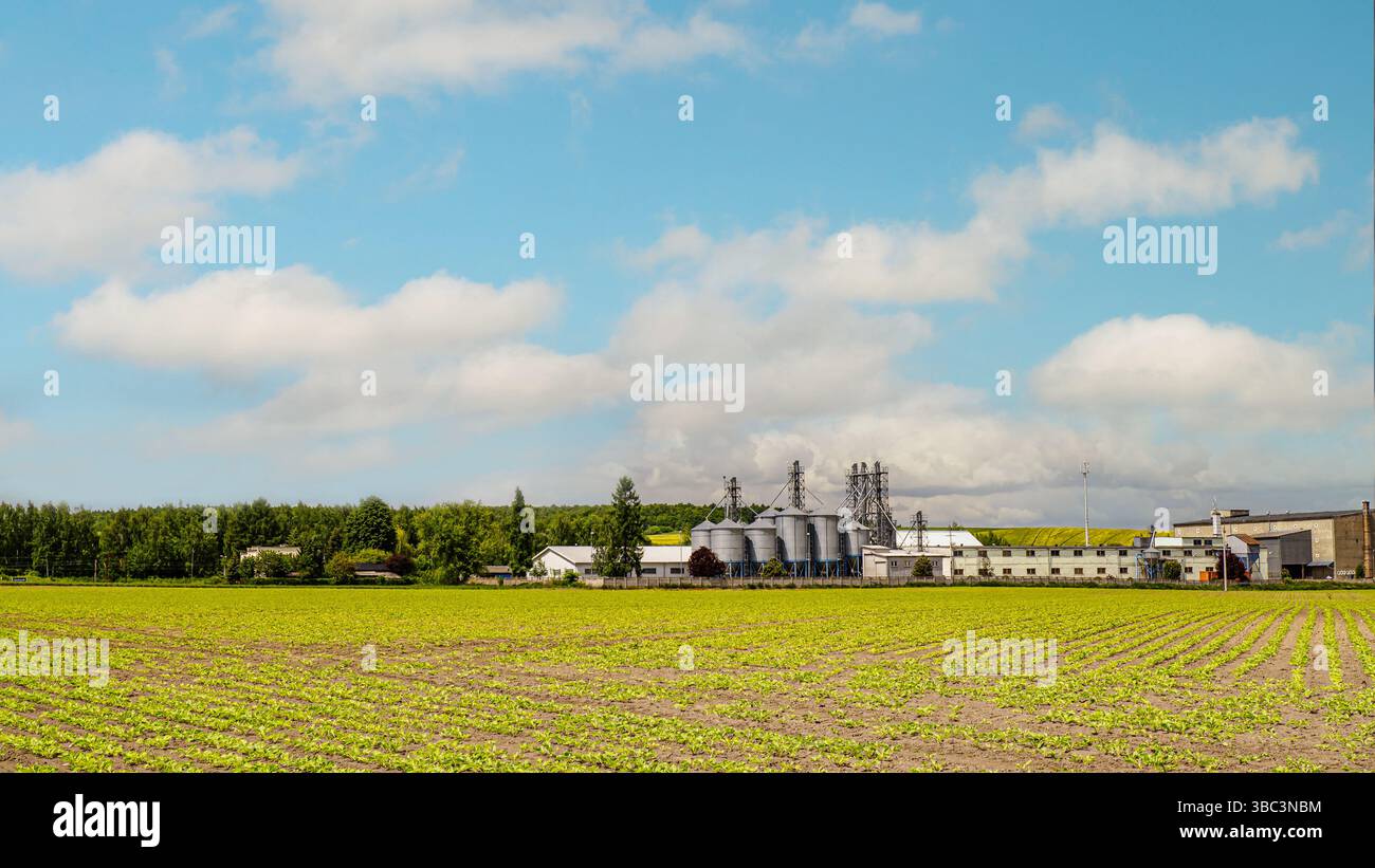Idyllische ländliche Landschaft mit einem üppig grünen Ackerfeld, einer industriellen Farm und bewölktem Himmel Stockfoto