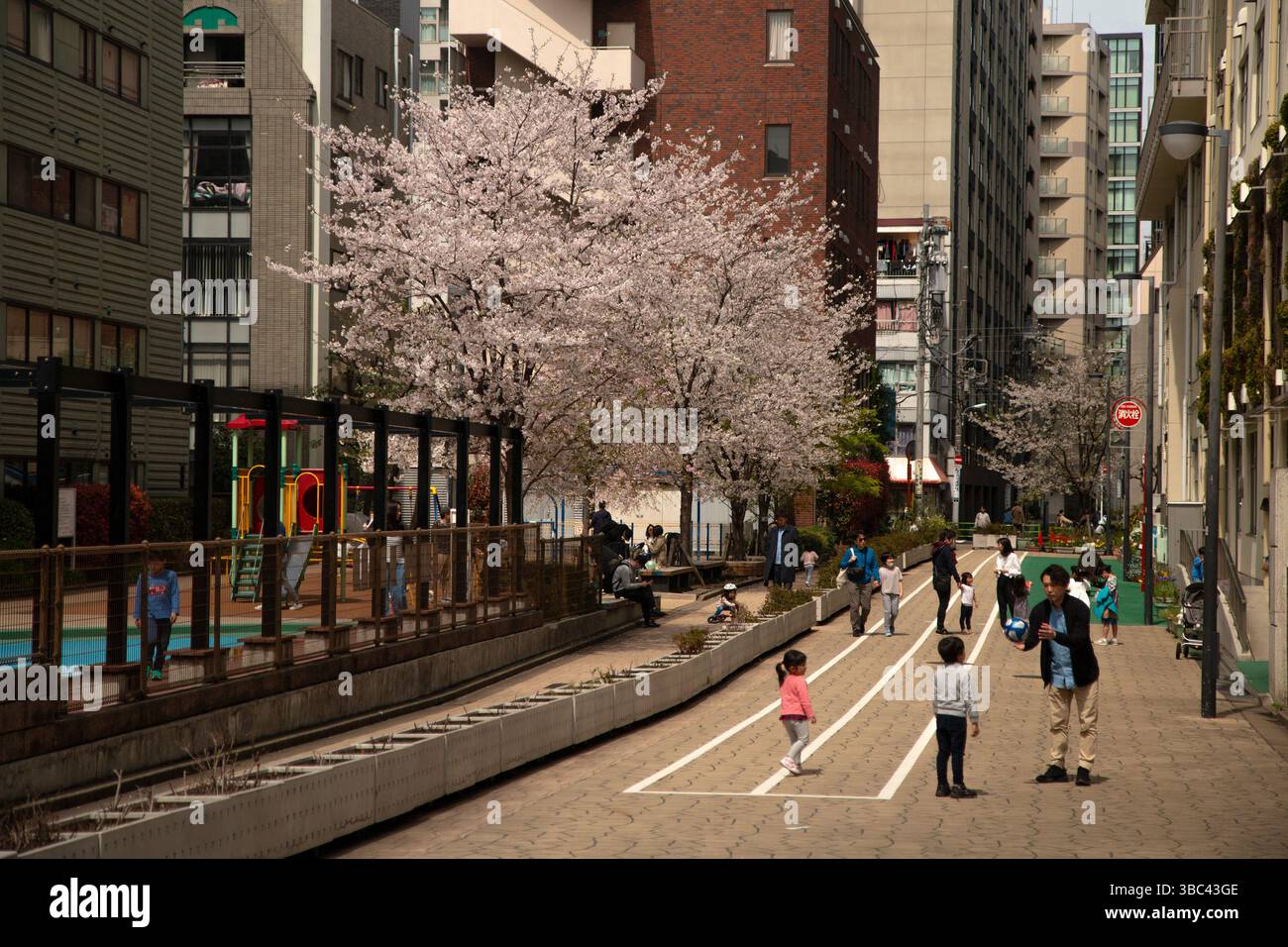 Kinder spielen unter blühenden Kirschbäumen in einem modernen japanischen Stadtpark mit Wohntürmen Stockfoto