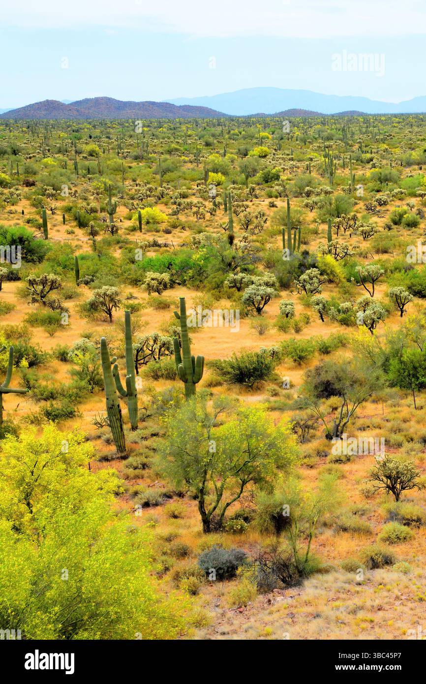Ausgedehnte Landschaft Sonora Wüste nach dem Regen im Zentrum von Arizona USA an einem Frühlingsmorgen Stockfoto