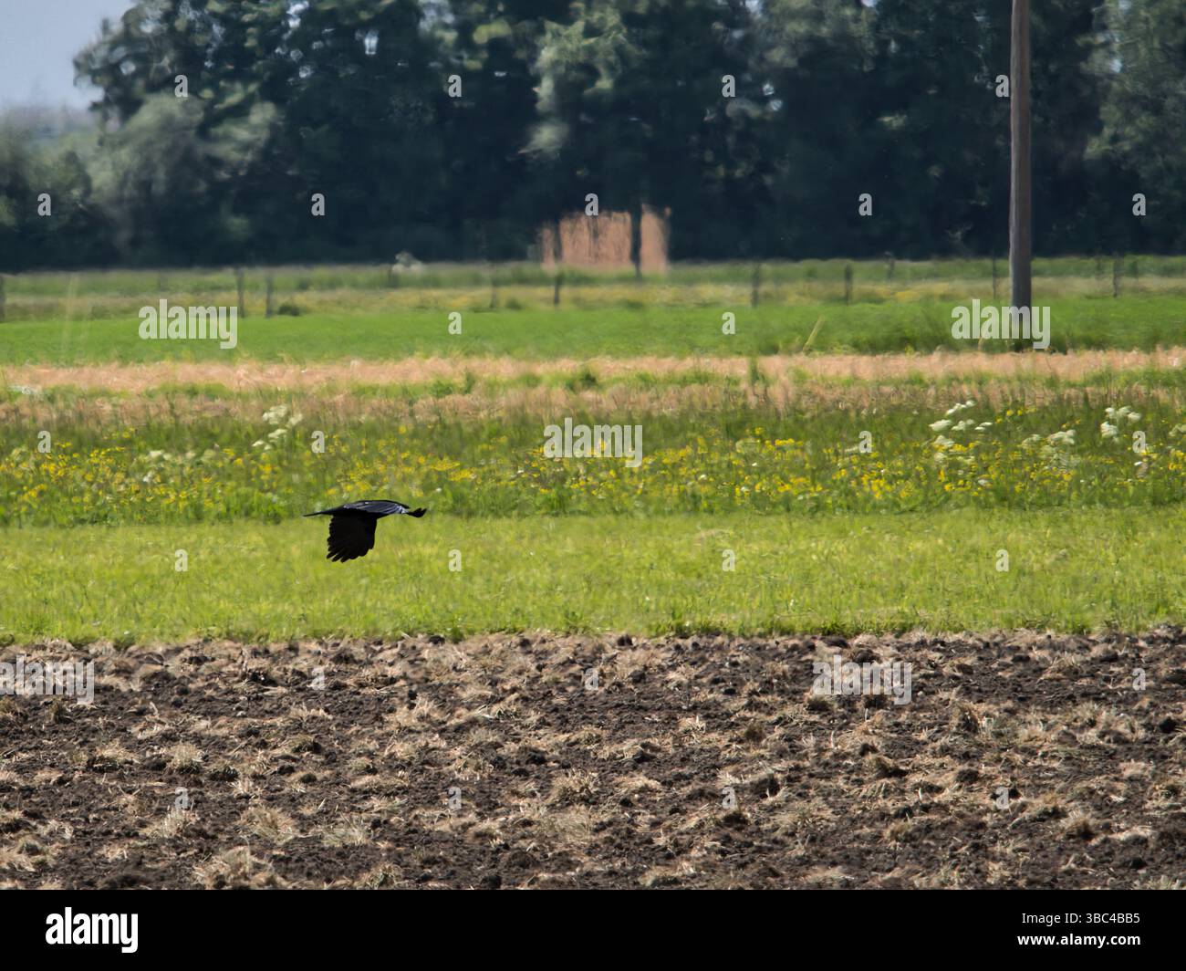Fliegende Krähe über ländliches Feld – schwarzer Vogel im Flug über grüne Wiese Stockfoto